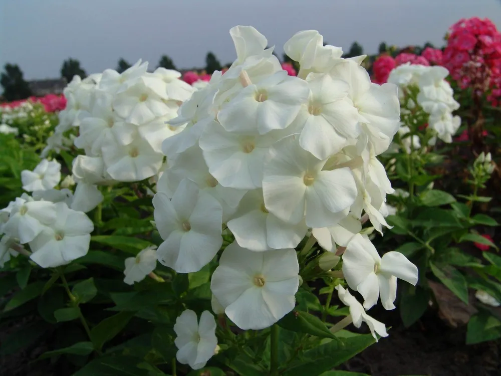 Phlox paniculata Pina Colada