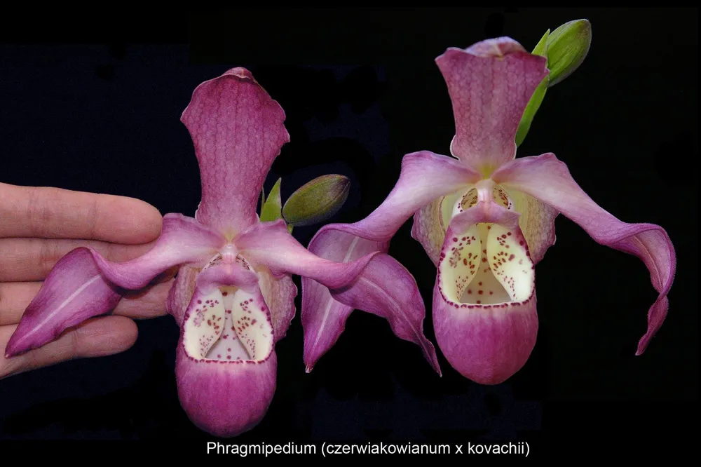 Phragmipedium czerwiakowianum x kovachii