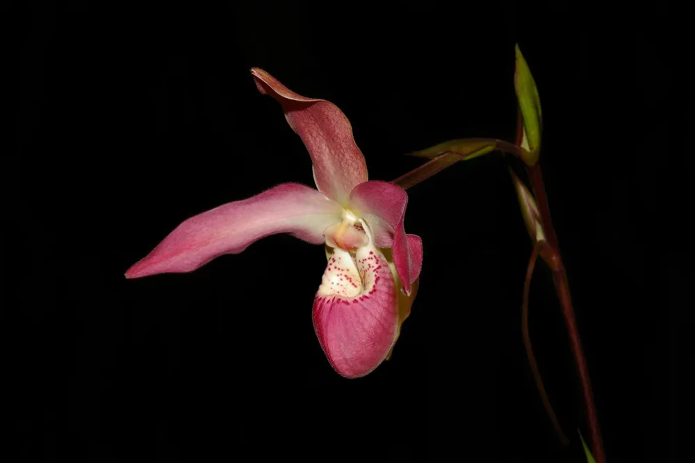 Phragmipedium kovachii