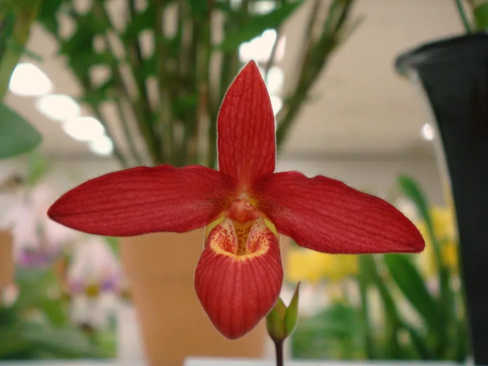 Phragmipedium lindleyanum