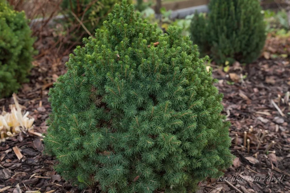 Picea glauca Alberta Globe