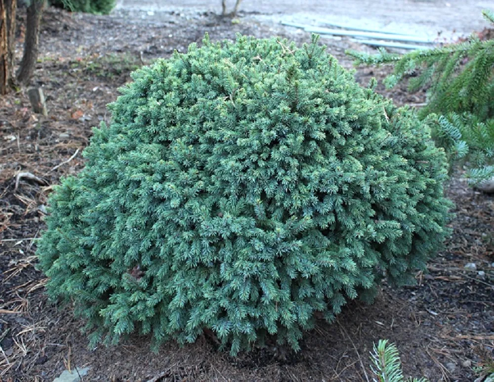 Picea glauca Echiniformis