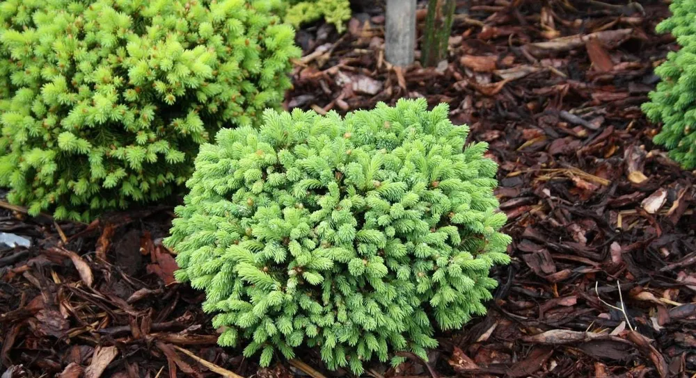 Picea glauca little Globe