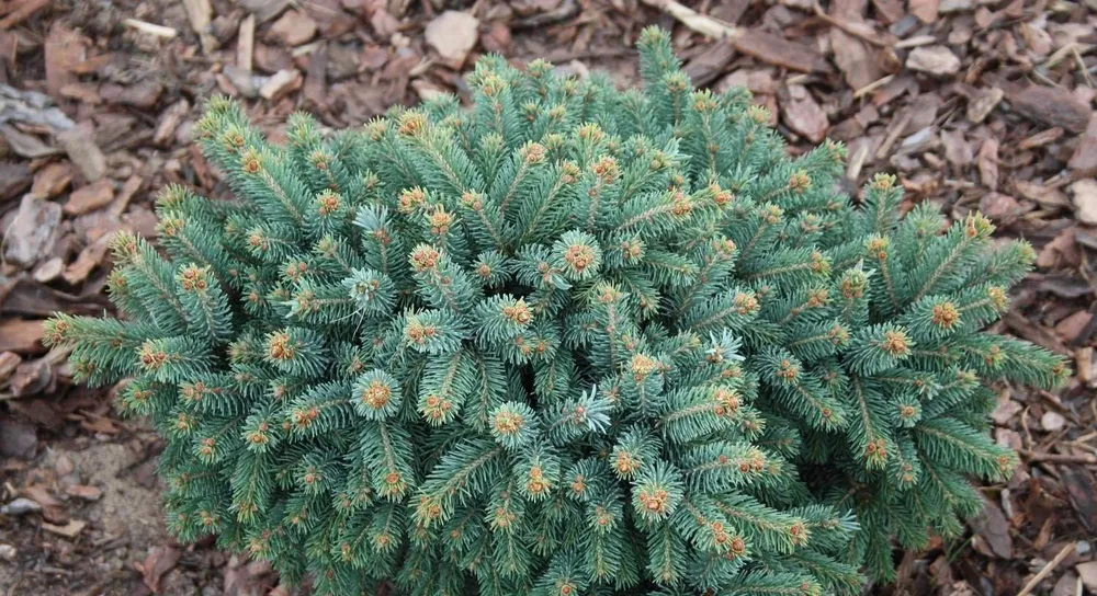 Picea glauca Xawery