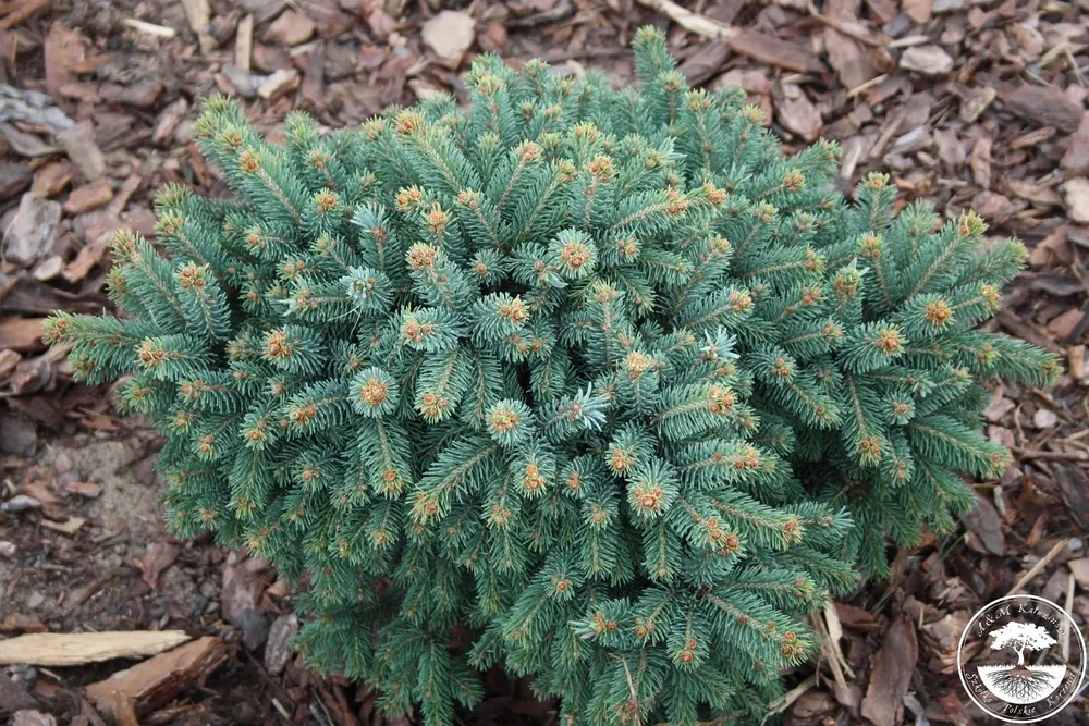 Picea glauca Xawery