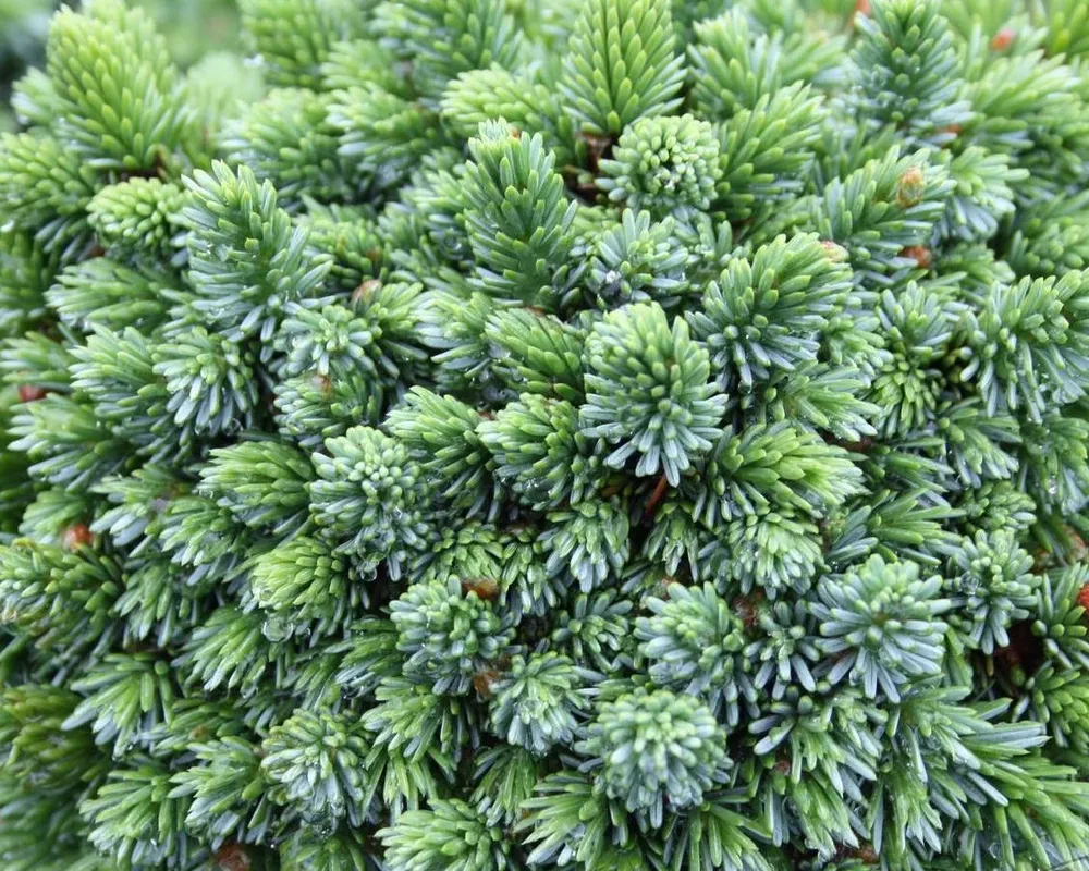 Picea omorika Pimoko