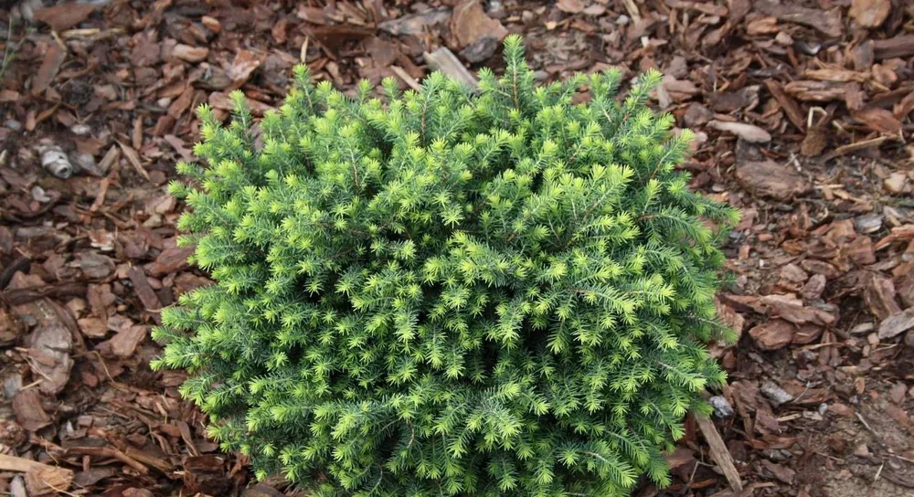 Picea omorika Silberblau