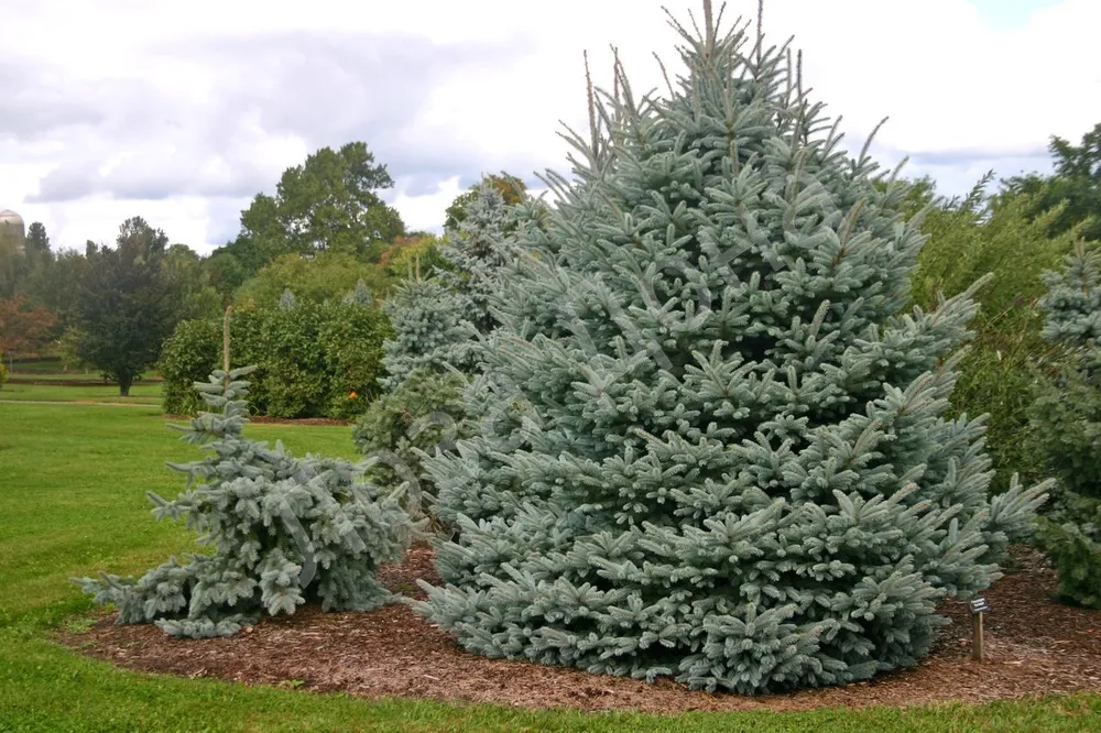 Picea pungens fat Albert