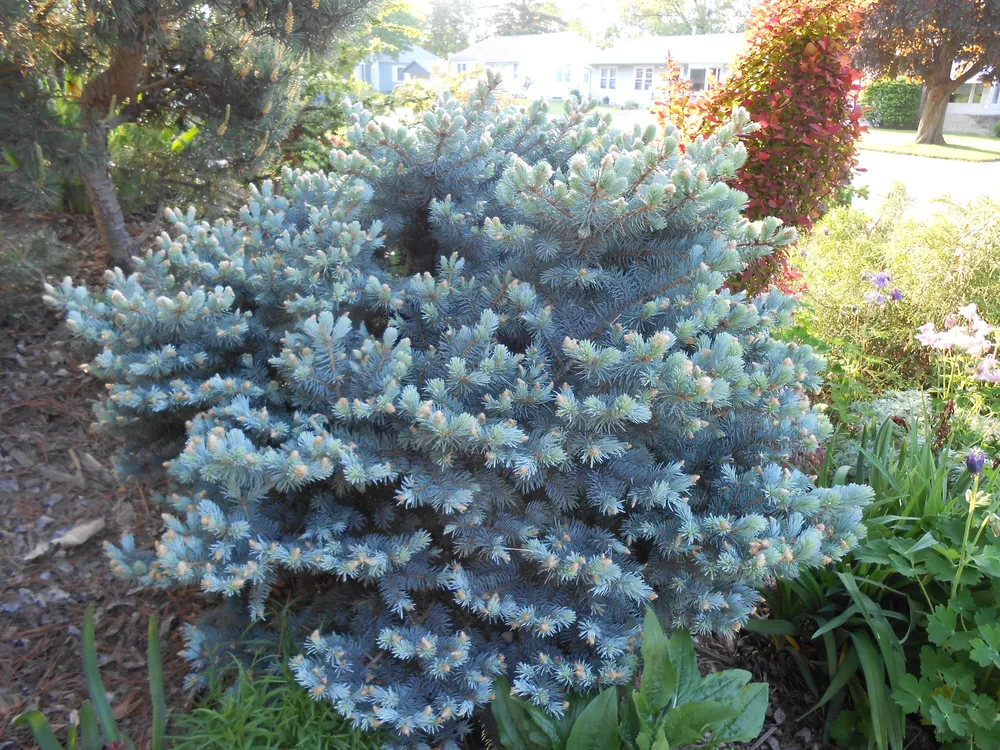 Picea pungens glauca globosa