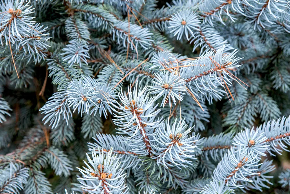 Picea pungens Колорадо ель