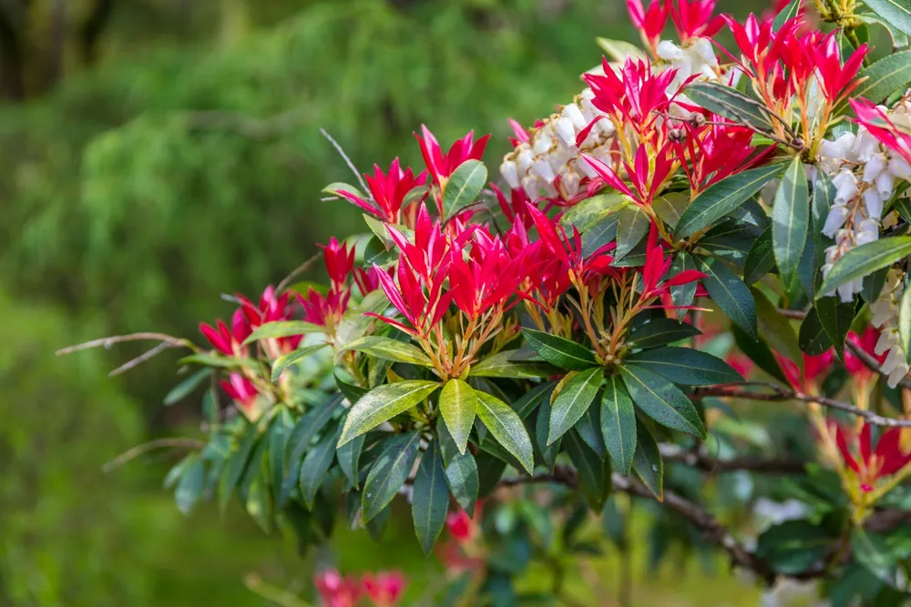 Пиерис японский Pieris japonica