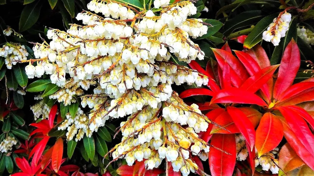 Пиерис японский Pieris japonica