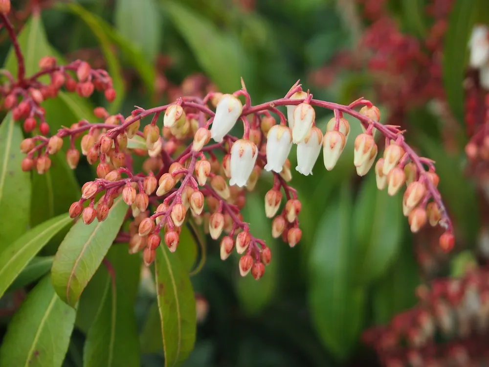 Pieris japonica Bonfire