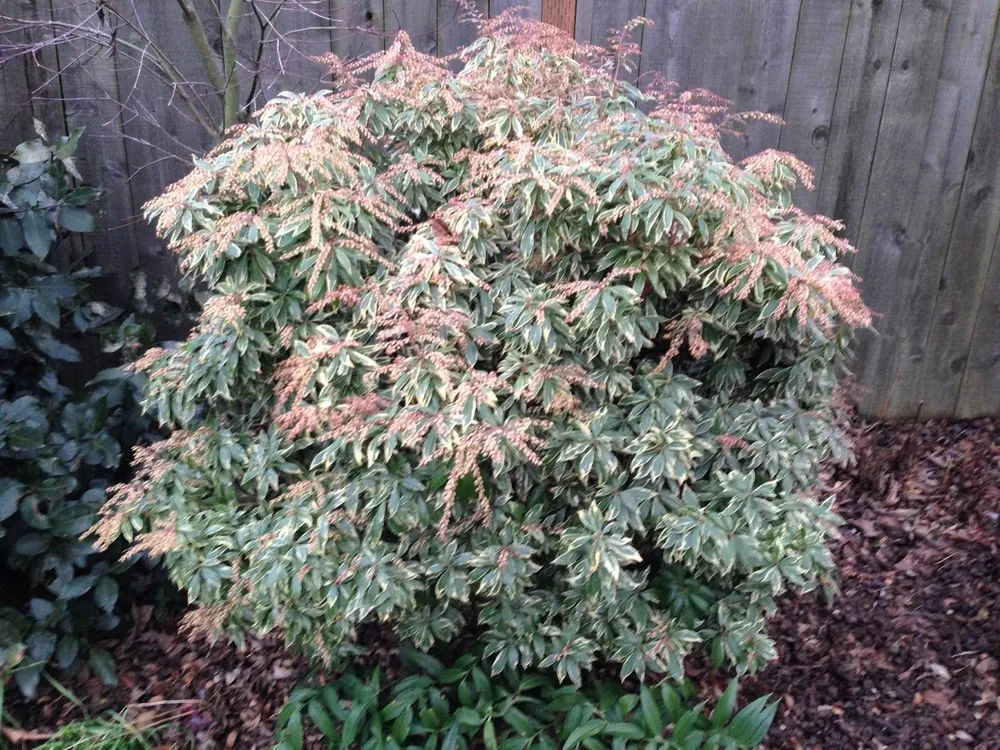 Pieris japonica Bonfire