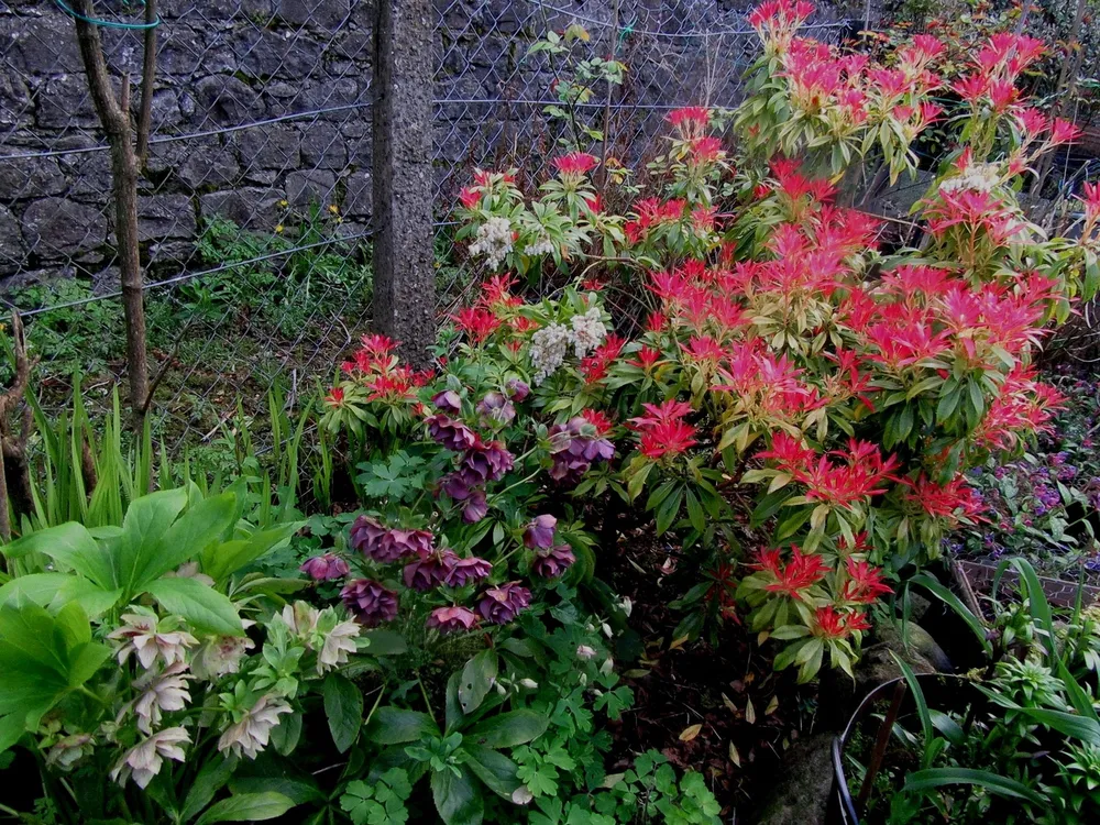 Пиерис Pieris japonica little Red