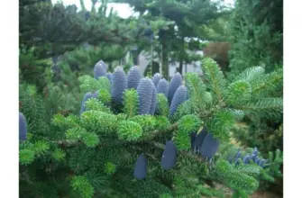 Пихта корейская Abies Koreana