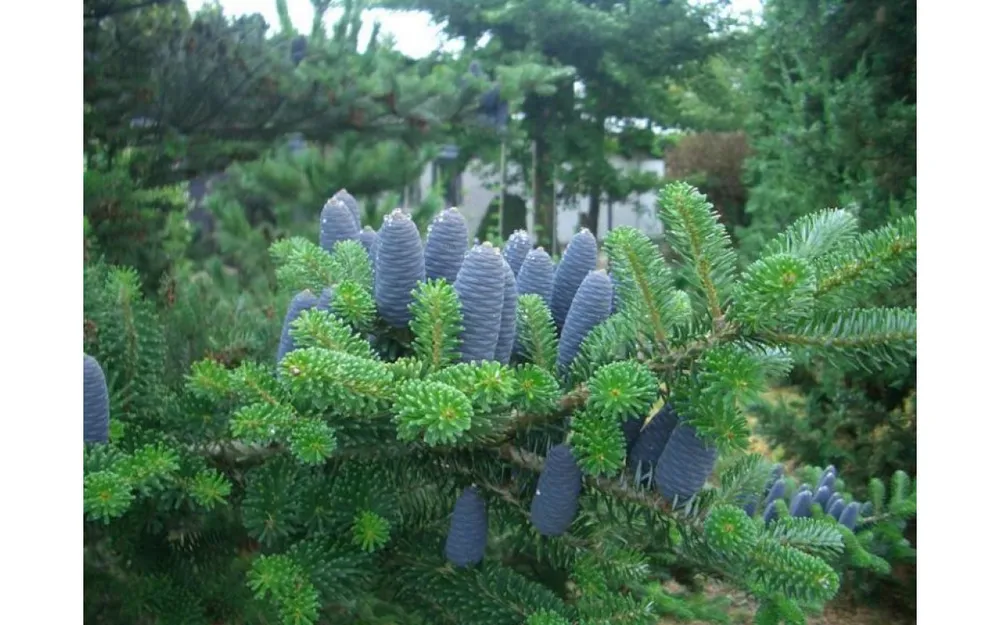 Пихта корейская Abies Koreana