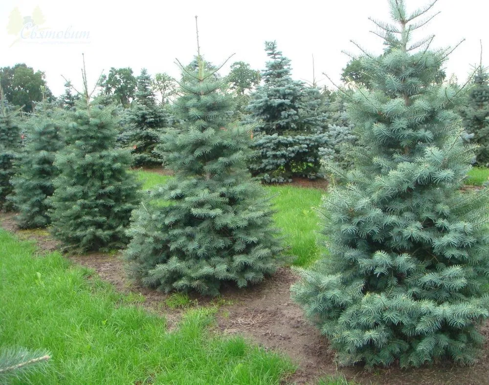 Пихта одноцветная Abies concolor