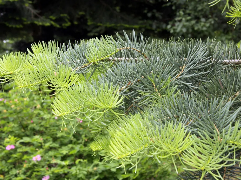 Пихта одноцветная Abies concolor