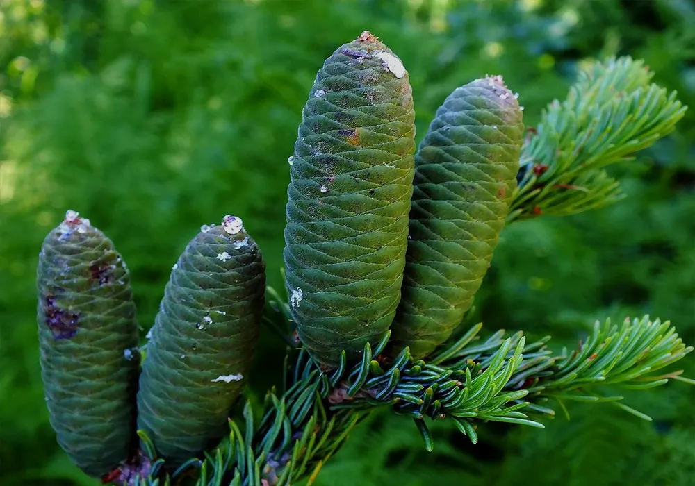 Пихта Сибирская Abies sibirica