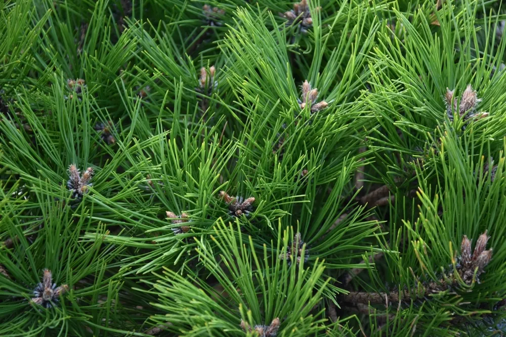 Pinus densiflora Low Glow