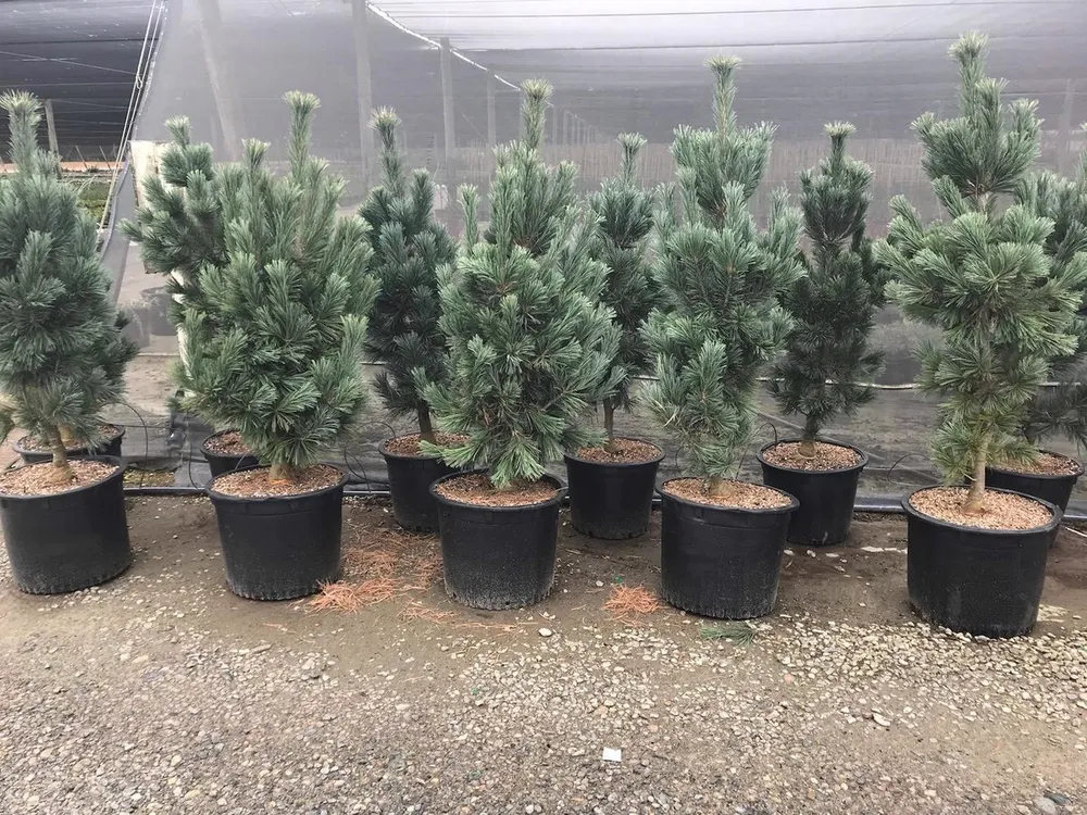 Pinus Flex. Vanderwolfs Pyramid