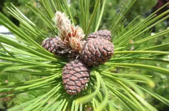 Pinus leucodermis