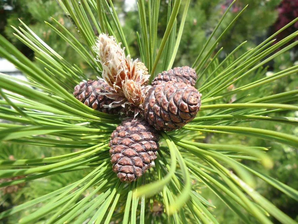 Pinus leucodermis