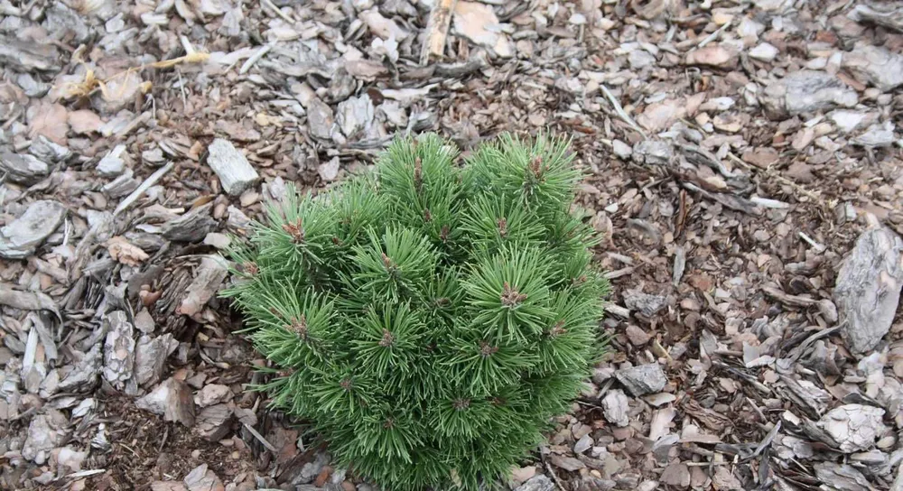 Pinus mugo Allgau