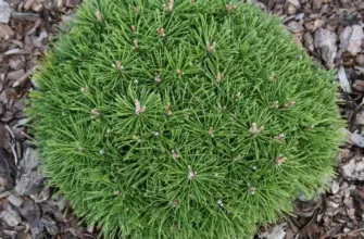 Pinus mugo Benjamin