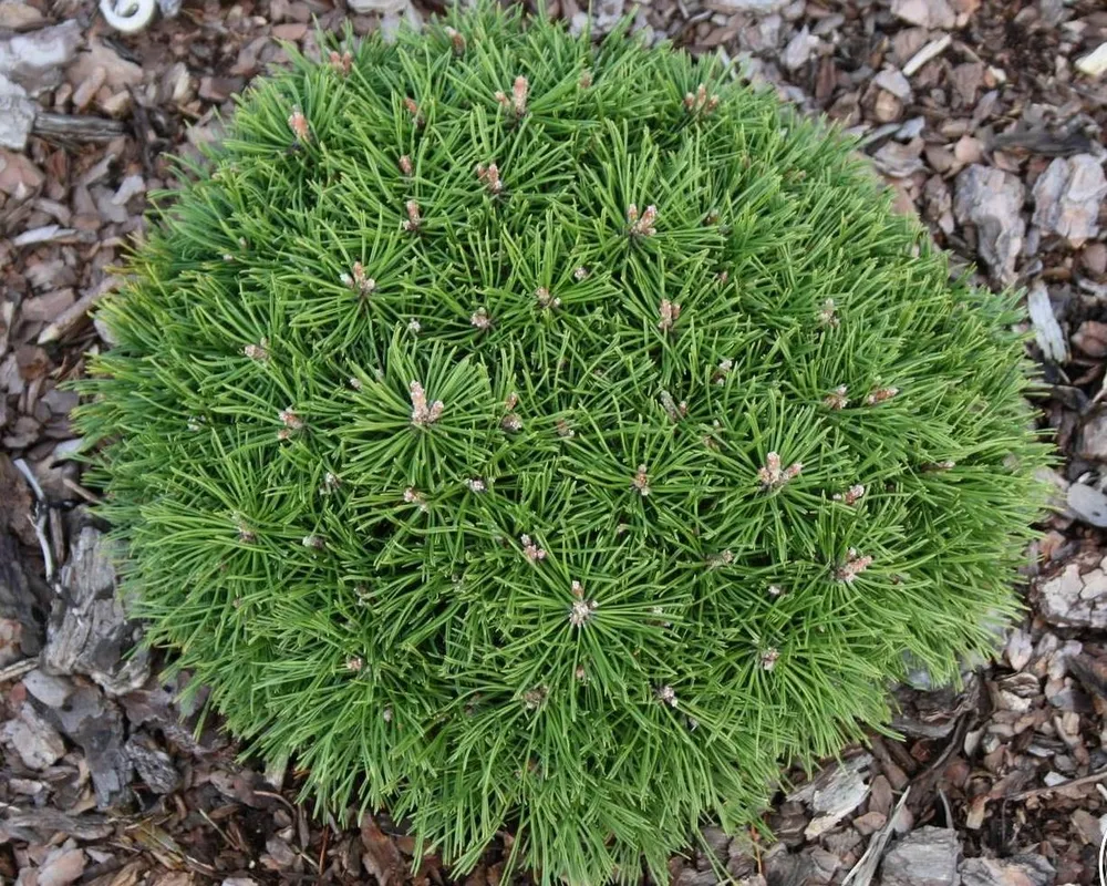 Pinus mugo Benjamin