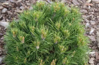 Pinus mugo Hesse