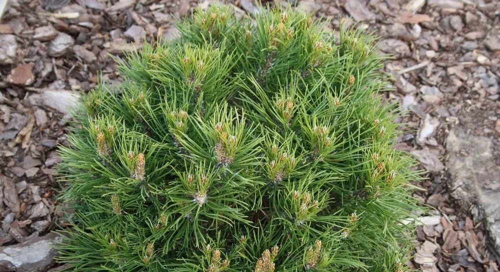 Pinus mugo Hesse