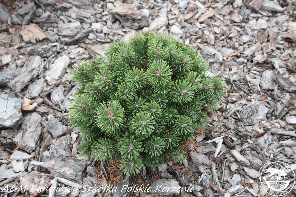 Pinus mugo kokos