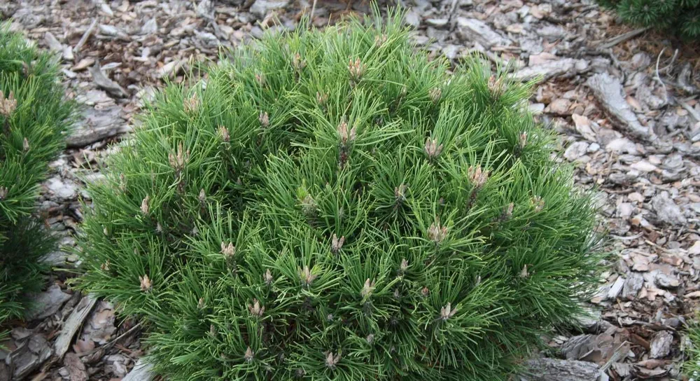 Pinus mugo Litomyśl