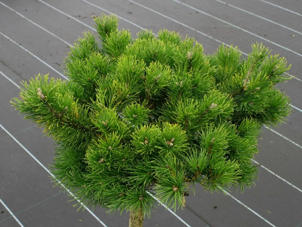 Pinus mugo March