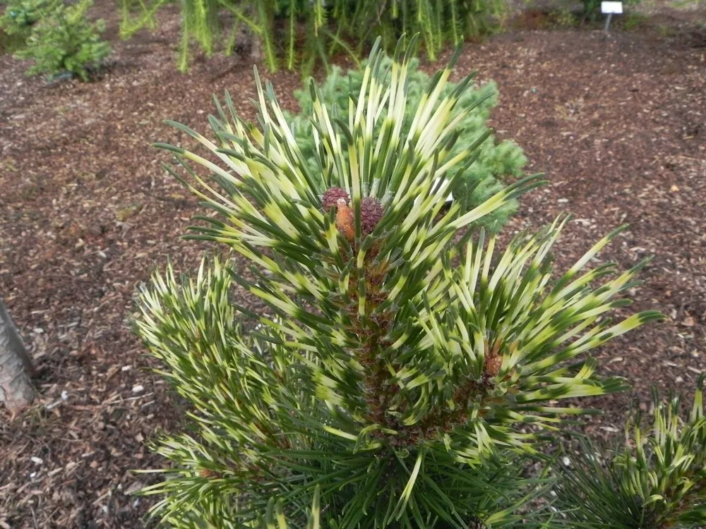 Pinus mugo Sunshine