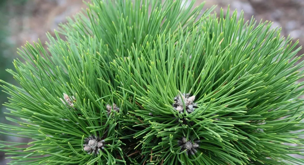 Pinus nigra