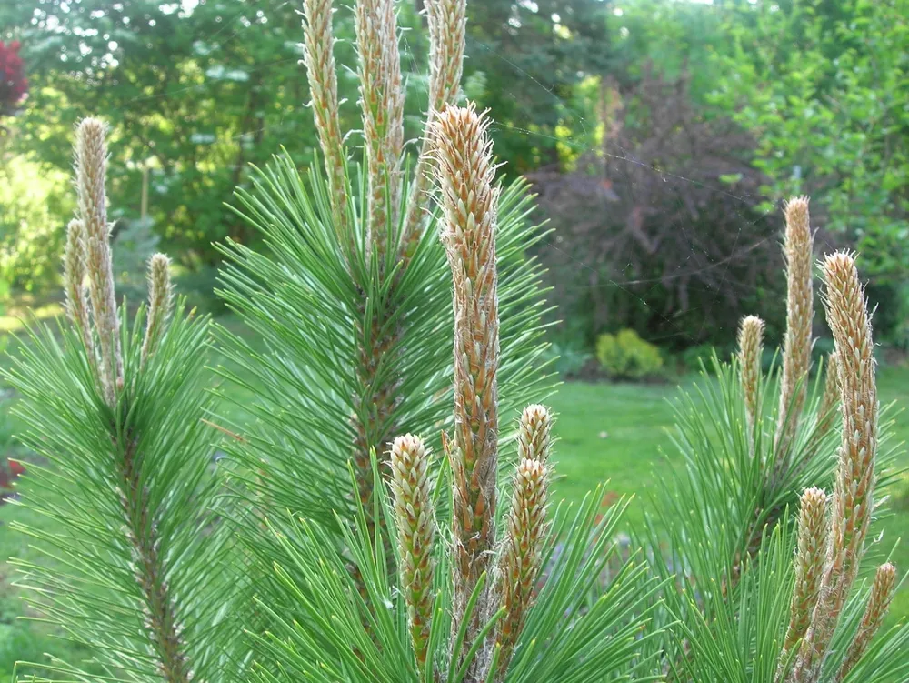 Pinus nigra