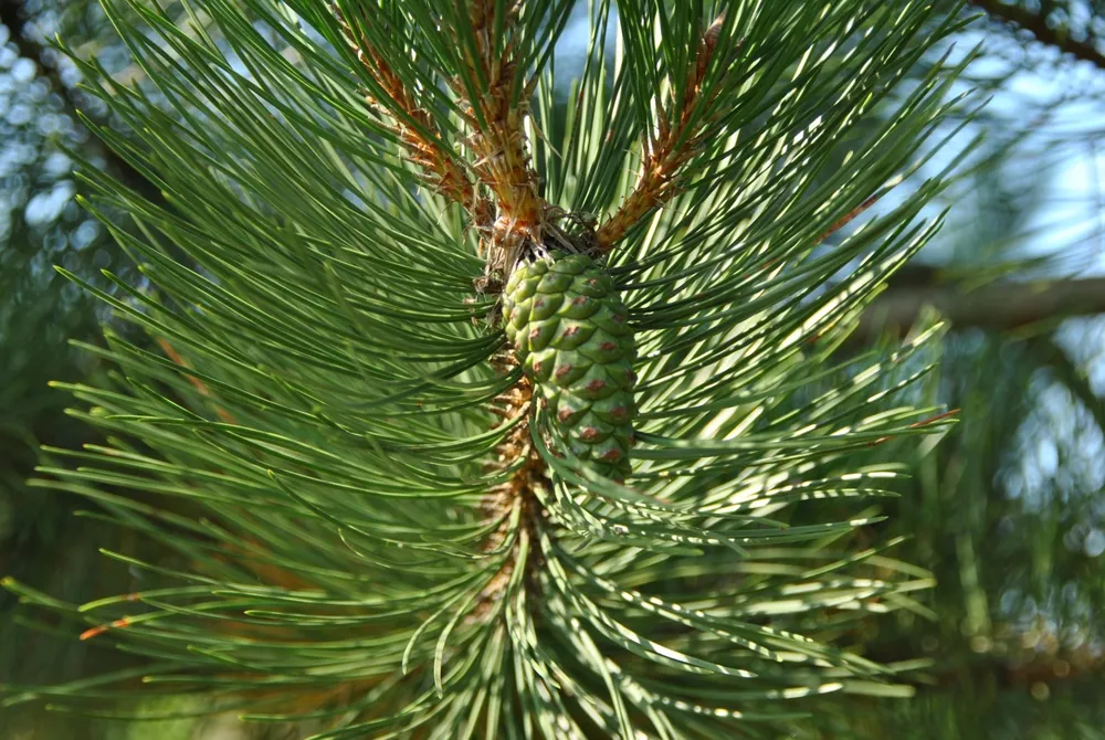 Pinus nigra