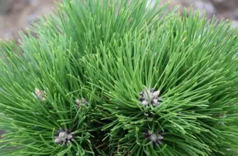 Pinus nigra