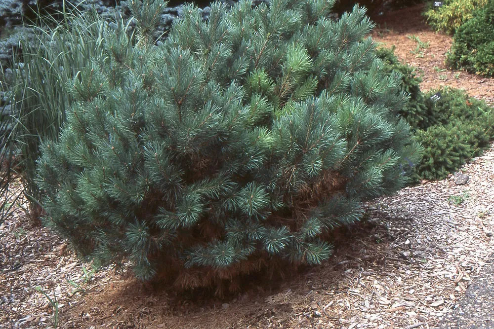 Pinus nigra globosa