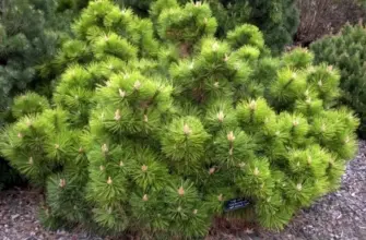 Pinus nigra Hornibrookiana