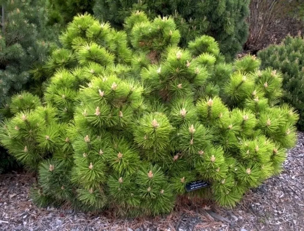 Pinus nigra Hornibrookiana