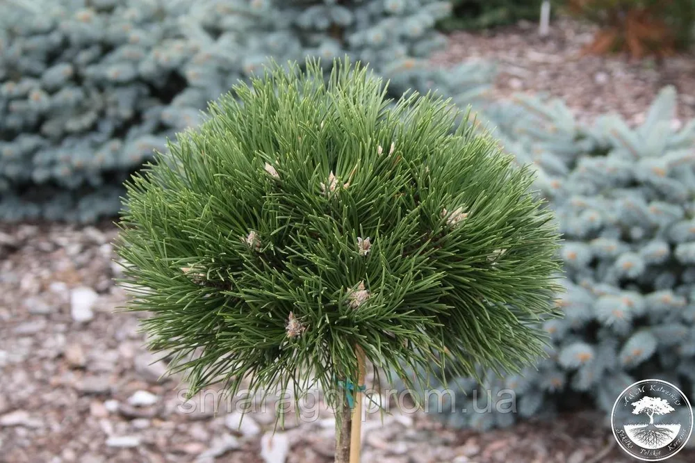 Pinus nigra Hornibrookiana