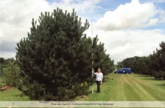 Pinus nigra Oregon Green