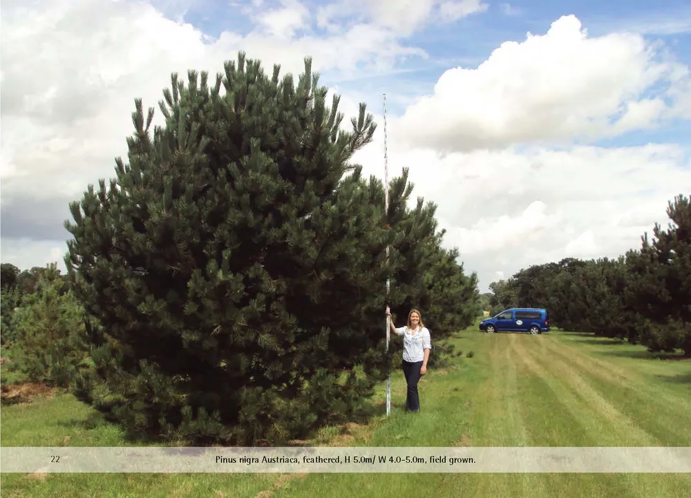 Pinus nigra Oregon Green