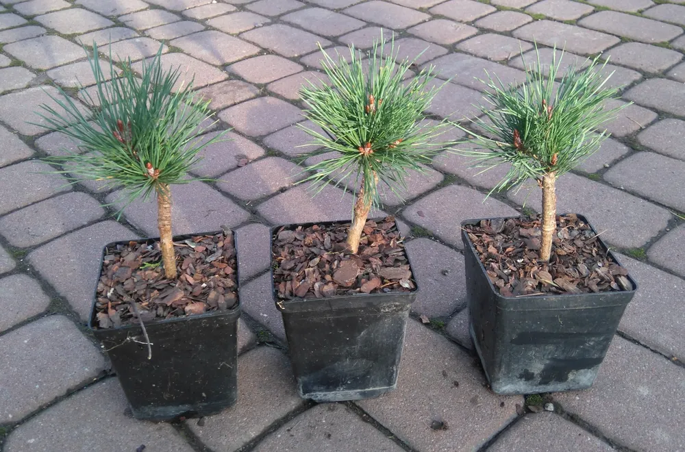 Pinus nigra Oregon Green