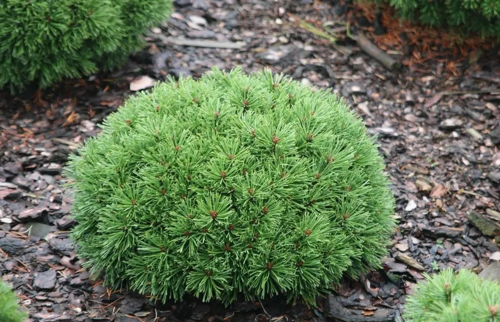 Pinus nigra Spielberg