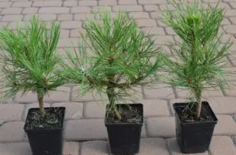 Pinus nigra Spielberg